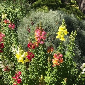 Meet your Posher, Marcie